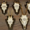 7 bois de chevreuil, mâles âgés – Lot de bois de chevreuil mâle sur socles de trophées 21.504