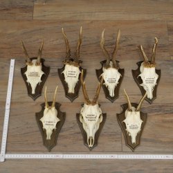 7 bois de chevreuil, mâles âgés – Lot de bois de chevreuil mâle sur socles de trophées 21.504