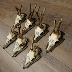 7 bois de chevreuil, mâles âgés – Lot de bois de chevreuil mâle sur socles de trophées 21.504