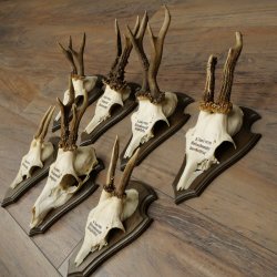 7 bois de chevreuil, mâles âgés – Lot de bois de chevreuil mâle sur socles de trophées 21.504
