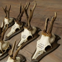 7 bois de chevreuil, mâles âgés – Lot de bois de chevreuil mâle sur socles de trophées 21.504