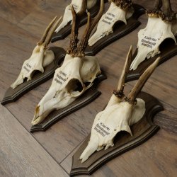 7 bois de chevreuil, mâles âgés – Lot de bois de chevreuil mâle sur socles de trophées 21.504