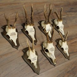 7 bois de chevreuil, mâles âgés – Lot de bois de chevreuil mâle sur socles de trophées 21.504