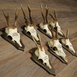 7 bois de chevreuil, mâles âgés – Lot de bois de chevreuil mâle sur socles de trophées 21.504