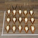 Corna di capriolo, 15 pezzi, set di corna di capriolo...