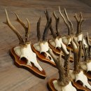 Corna di capriolo, 15 pezzi, set di corna di capriolo maschio su supporti per trofei 21.505