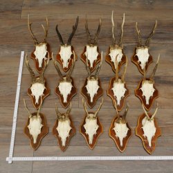 Corna di capriolo, 15 pezzi, set di corna di capriolo maschio su supporti per trofei 21.505