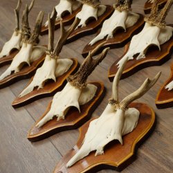 Corna di capriolo, 15 pezzi, set di corna di capriolo maschio su supporti per trofei 21.505