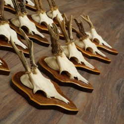 Corna di capriolo, 15 pezzi, set di corna di capriolo maschio su supporti per trofei 21.505