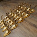 25 paires de bois de chevreuil, très vieux mâles, bois de chevreuil mâle, pour bricoleurs, plaques de trophées 21.506