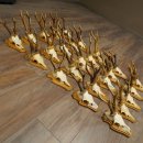 25 paires de bois de chevreuil, très vieux mâles, bois de chevreuil mâle, pour bricoleurs, plaques de trophées 21.506