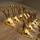 25 paires de bois de chevreuil, très vieux mâles, bois de chevreuil mâle, pour bricoleurs, plaques de trophées 21.506