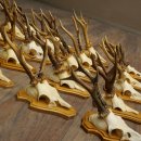 25 paires de bois de chevreuil, très vieux mâles, bois de chevreuil mâle, pour bricoleurs, plaques de trophées 21.506