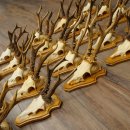 25 paires de bois de chevreuil, très vieux mâles, bois de chevreuil mâle, pour bricoleurs, plaques de trophées 21.506