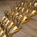 25 paires de bois de chevreuil, très vieux mâles, bois de chevreuil mâle, pour bricoleurs, plaques de trophées 21.506