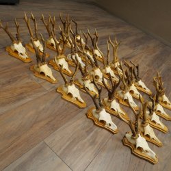 25 paires de bois de chevreuil, très vieux mâles, bois de chevreuil mâle, pour bricoleurs, plaques de trophées 21.506