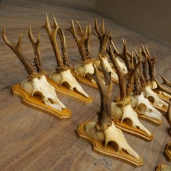 25 paires de bois de chevreuil, très vieux mâles, bois de chevreuil mâle, pour bricoleurs, plaques de trophées 21.506