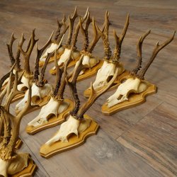 25 paires de bois de chevreuil, très vieux mâles, bois de chevreuil mâle, pour bricoleurs, plaques de trophées 21.506