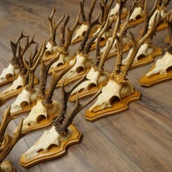 25 paires de bois de chevreuil, très vieux mâles, bois de chevreuil mâle, pour bricoleurs, plaques de trophées 21.506