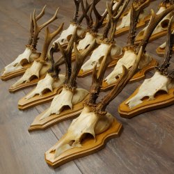 25 paires de bois de chevreuil, très vieux mâles, bois de chevreuil mâle, pour bricoleurs, plaques de trophées 21.506