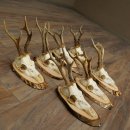 7 bois de chevreuil, mâles âgés – Lot de bois de chevreuil mâle sur plaques en bouleau 21.507