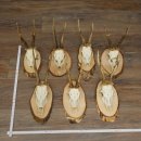 7 bois de chevreuil, mâles âgés – Lot de bois de chevreuil mâle sur plaques en bouleau 21.507
