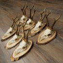 7 bois de chevreuil, mâles âgés – Lot de bois de chevreuil mâle sur plaques en bouleau 21.507