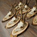 7 bois de chevreuil, mâles âgés – Lot de bois de chevreuil mâle sur plaques en bouleau 21.507