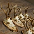 7 bois de chevreuil, mâles âgés – Lot de bois de chevreuil mâle sur plaques en bouleau 21.507