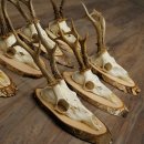 7 bois de chevreuil, mâles âgés – Lot de bois de chevreuil mâle sur plaques en bouleau 21.507