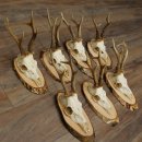 7 bois de chevreuil, mâles âgés – Lot de bois de chevreuil mâle sur plaques en bouleau 21.507
