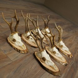 7 bois de chevreuil, mâles âgés – Lot de bois de chevreuil mâle sur plaques en bouleau 21.507