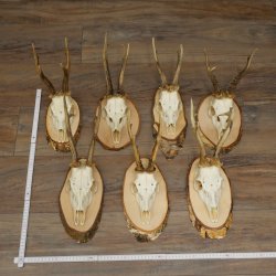 7 bois de chevreuil, mâles âgés – Lot de bois de chevreuil mâle sur plaques en bouleau 21.507