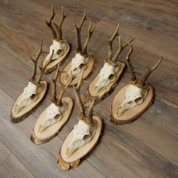 7 bois de chevreuil, mâles âgés – Lot de bois de chevreuil mâle sur plaques en bouleau 21.507