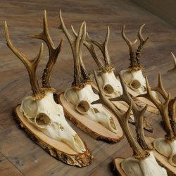 7 bois de chevreuil, mâles âgés – Lot de bois de chevreuil mâle sur plaques en bouleau 21.507