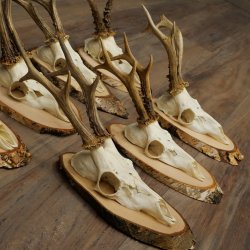 7 bois de chevreuil, mâles âgés – Lot de bois de chevreuil mâle sur plaques en bouleau 21.507