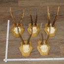 5 stuks reebokkengeweien, oudere reebokken, set...