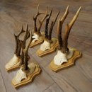 5 corna di capriolo, maschi adulti; set di corna di capriolo su nuovi supporti per trofei 21.508