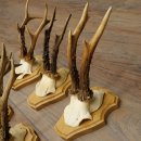 5 corna di capriolo, maschi adulti; set di corna di capriolo su nuovi supporti per trofei 21.508