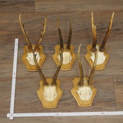 5 corna di capriolo, maschi adulti; set di corna di capriolo su nuovi supporti per trofei 21.508
