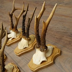 5 corna di capriolo, maschi adulti; set di corna di capriolo su nuovi supporti per trofei 21.508