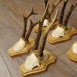 5 corna di capriolo, maschi adulti; set di corna di capriolo su nuovi supporti per trofei 21.508