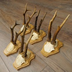 5 corna di capriolo, maschi adulti; set di corna di capriolo su nuovi supporti per trofei 21.508