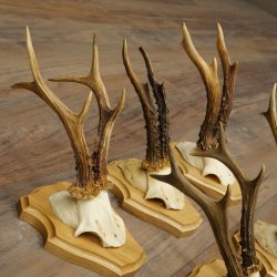 5 corna di capriolo, maschi adulti; set di corna di capriolo su nuovi supporti per trofei 21.508