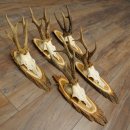 Reebogen, 5 stuks, oudere, krachtigere reebokken,...