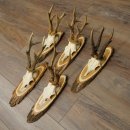 Reebogen, 5 stuks, oudere, krachtigere reebokken, reebokkenhoorns op acaciahouten borden 21.509