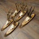 Reebogen, 5 stuks, oudere, krachtigere reebokken, reebokkenhoorns op acaciahouten borden 21.509