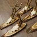 Reebogen, 5 stuks, oudere, krachtigere reebokken, reebokkenhoorns op acaciahouten borden 21.509
