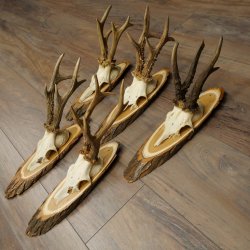 Reebogen, 5 stuks, oudere, krachtigere reebokken, reebokkenhoorns op acaciahouten borden 21.509