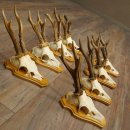 8 stuks reebokkengeweien – Set reebokkengeweien op...
